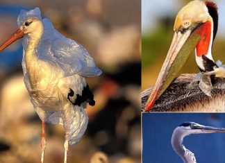 Terakkili Öğrencinin Kendisi ve Çevresi İçin Başlattığı Change.org Kampanyası