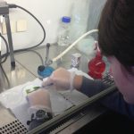 lab