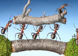 “Başarıya” Giden Yolda Ekip Çalışması